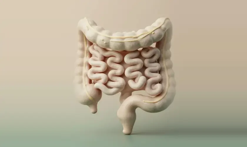 Représentation 3D de l'intestin grêle et du côlon sur fond beige